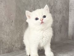 -小猫来了·猫舍(红山六九七九店)