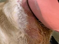 -艾贝尔宠物诊疗