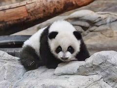 -广州长隆野生动物世界