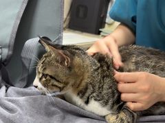 -动物缘宠物医院·骨科·猫科(西二环店)