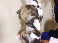 -佳怡动物医院·平价24小时·猫专科骨外科