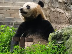 -都江堰中华大熊猫苑