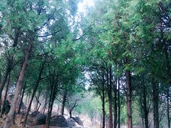 -阳台山自然风景区