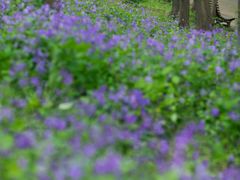 -上海共青森林公园