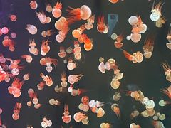 -石家庄极地海洋世界
