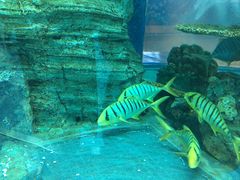 -乐从天佑城海洋馆