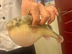 -长顺河豚馆(江洲东路)