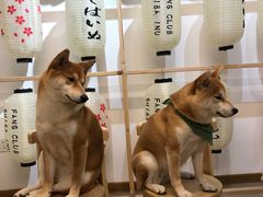 -柴迷FANS CLUB·柴犬狗咖·猫咖