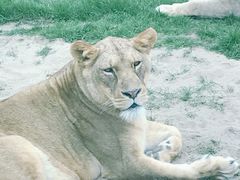 -北京野生动物园