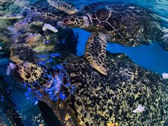 -烟台海昌鲸鲨海洋公园