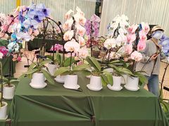 -上海鲜花港