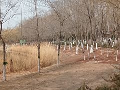 -大兴滨河森林公园