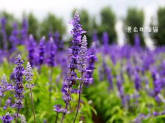 -富田农场