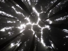 -武陵山森林公园