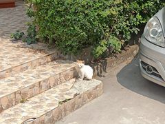 -漫生活烘焙·无糖蛋糕·动物奶油