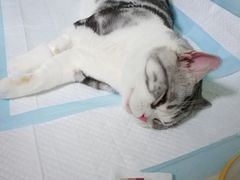 -乐派堂宠物医院·猫友好· 心脏科(东街店)