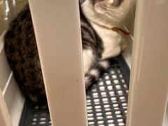 -瑞派天宁宠物医院·猫科·异宠中心