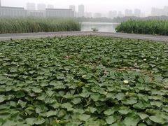 -尚贤河湿地