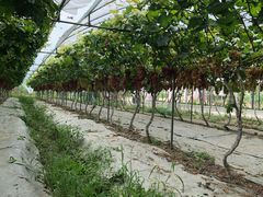 -金谷域澳洲庄园