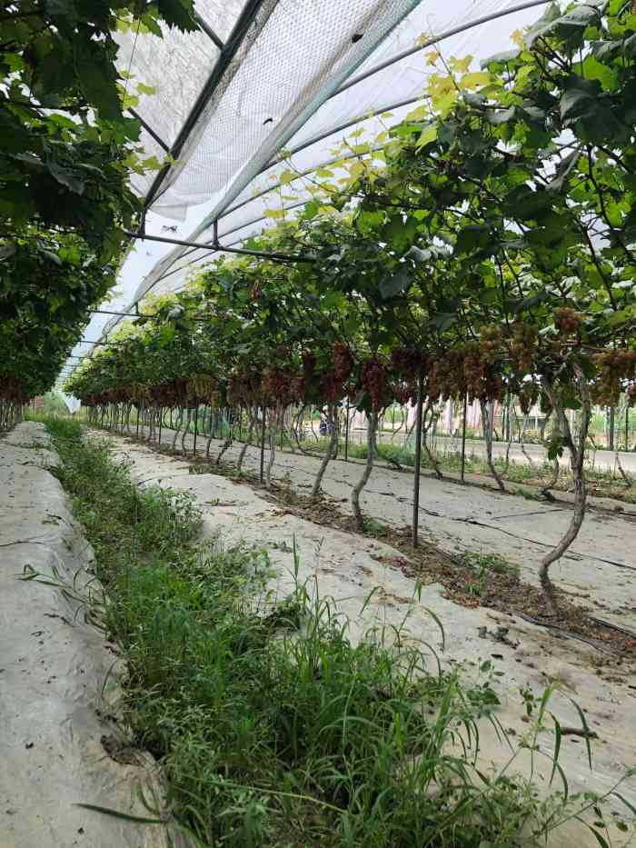 金谷域澳洲庄园-"去年去过金谷域,今年又去了一次,今年的蓝.