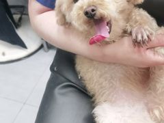 -宠福鑫康馨动物医院·骨科·眼科