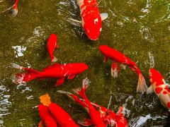 -野蔓果·山野菜(西湖景区·龙井茶田店)