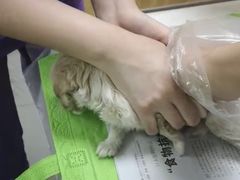 -瑞派宠物医院·24h·骨外科·皮肤科·全科宠物医疗转诊中心(沈阳浑南院)