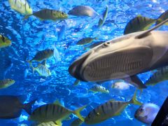 -太平洋海底世界