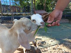 -马陆小张葡萄园农家乐