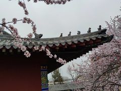-桃花堤公园