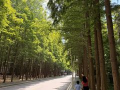 -日照海滨国家森林公园