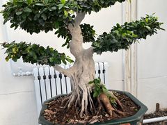 -石家庄市植物园