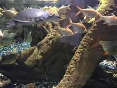 -迪拜水族馆及水下动物园