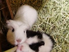 -藦茜花园宠物主题亲子互动体验馆(国顺东路店)