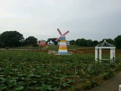 -松山湖梦幻百花洲