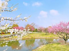 -花开海上生态园