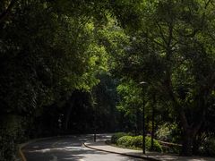 -深圳仙湖植物园