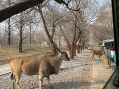 -北京野生动物园