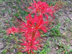 -渭河城市绿地运动公园