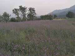 -紫云台香草园