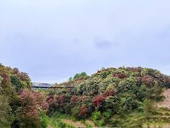 -贵州百里杜鹃风景名胜区