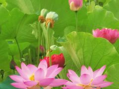 -莲花池公园