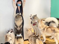 -Husky Go! 哈士奇体验馆·宠物咖啡厅狗咖