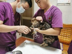 -千城康桥宠物医院·猫科·骨科·心脏