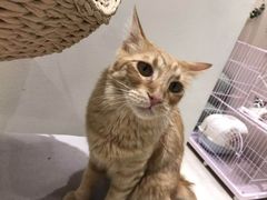 -藏猫猫咖啡主题馆(中央大道店)