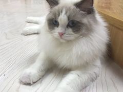-猫和宫(六道口店)