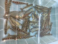 -吉香碳烤生蚝(仙霞路店)