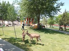 -北京鹿世界主题园