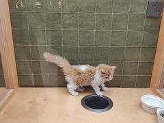 -帕帕拉兹宠物(亚洲旗舰店)