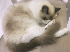 -喵的天空名猫咖啡馆·撸猫·猫舍·用品